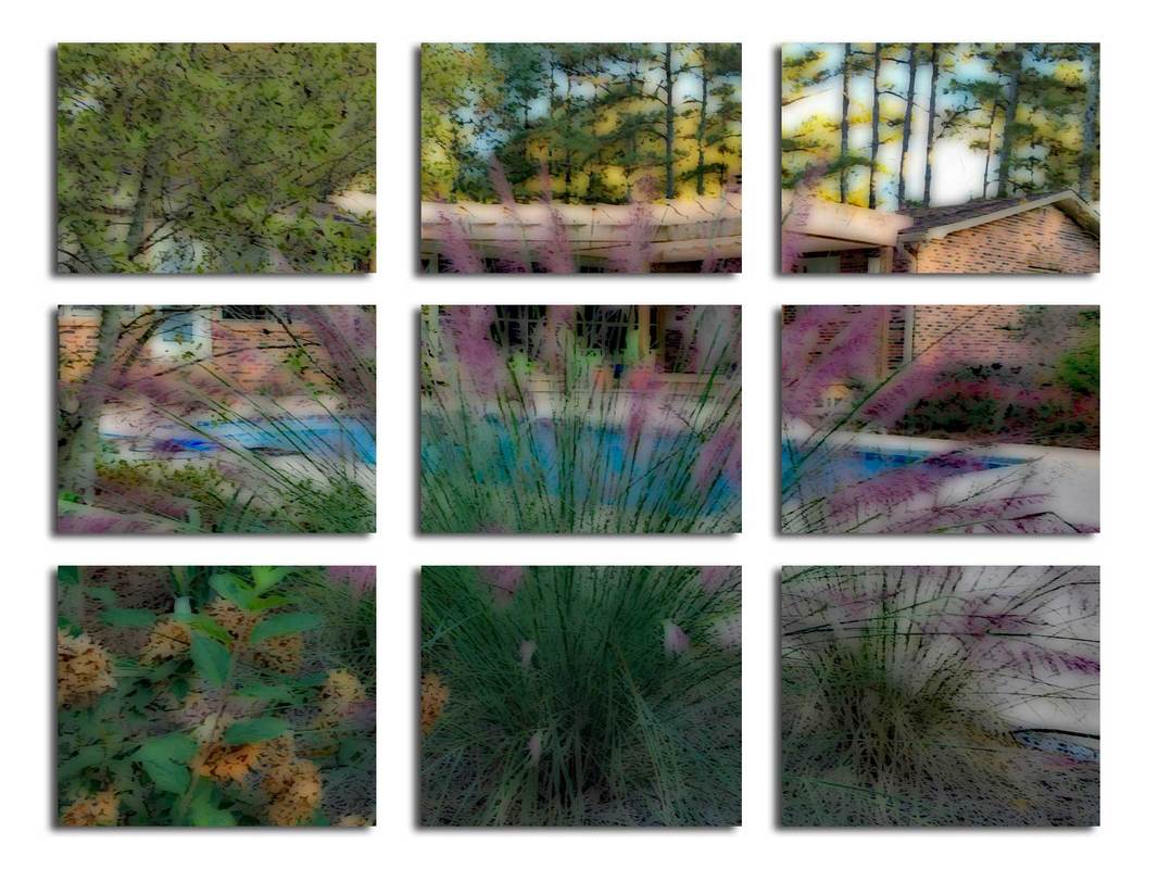 Photo of pink muhly grass and client landscape design project.
